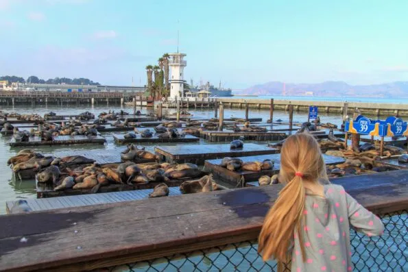 My daughter admiring the lounging Pier 39 sea lions