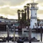 Pier 39 sea lions lounging with the lighthouse in the background.