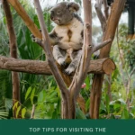 Tips or visiting the San Diego Zoo written by a local.