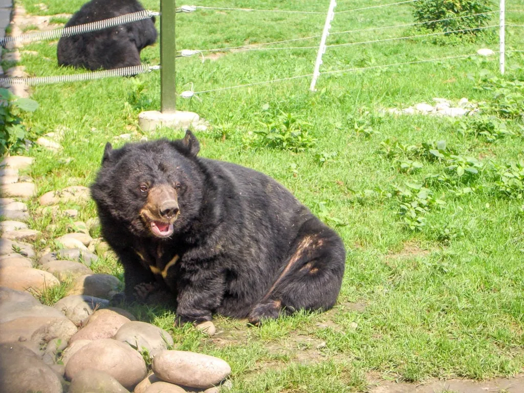 A close-up of a moon bear on grass at the Animals Asia China Bear Sanctuary