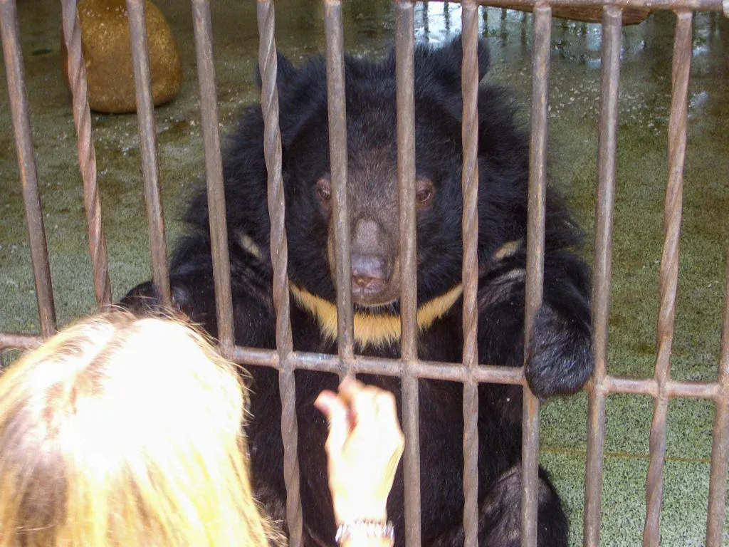 Jill feeding a moon bear named Franzi a dog biscuit.