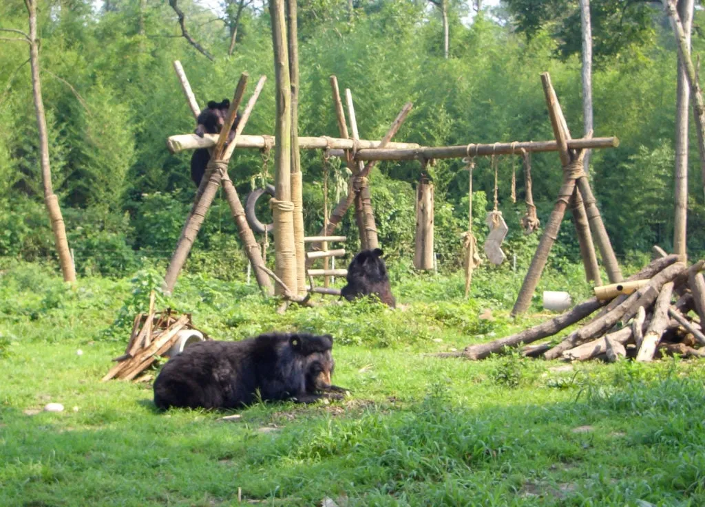 Moon bears playing at the China Bear Sanctuary
