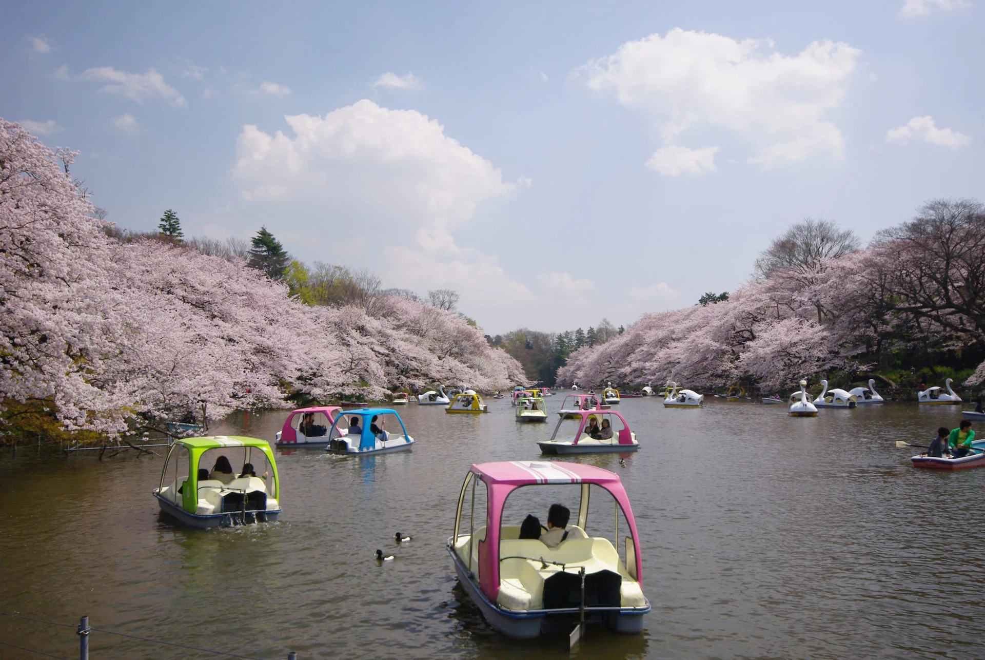 Pedal and swan boats on the lake during cherry blossom season in Inokashira Park, Tokyo.