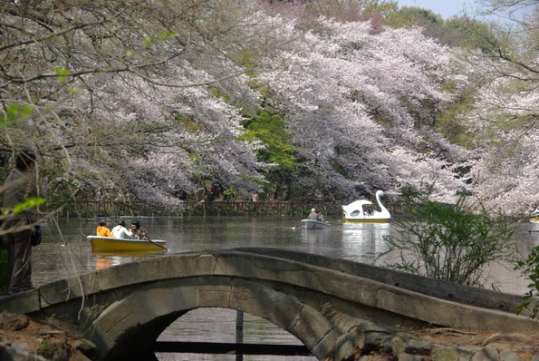Swan boat and row boat gliding on the lake with a backdrop of cherry blossoms at Inokashira Park in Tokyo.