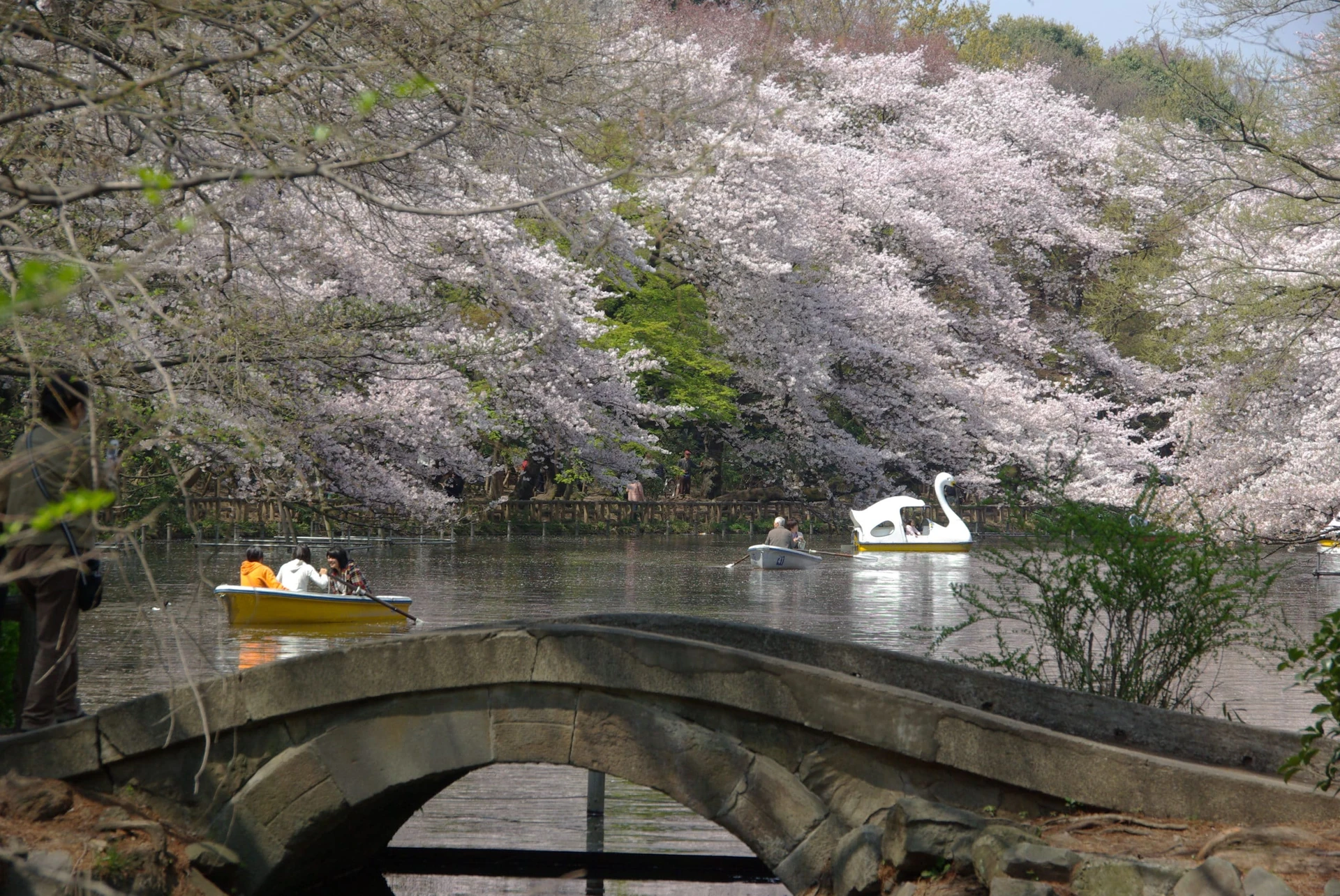 Swan boat and row boat gliding on the lake with a backdrop of cherry blossoms at Inokashira Park in Tokyo.