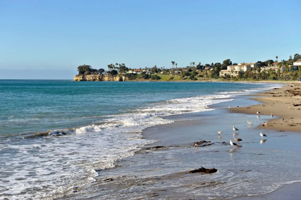 Seagulls at the water's edge at Leadbetter beach in Santa Barbara.