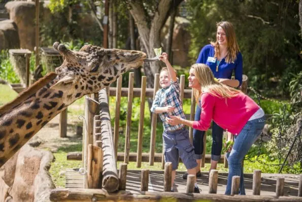A little boy feeds a giraffe lettuce at the Santa Barbara Zoo.