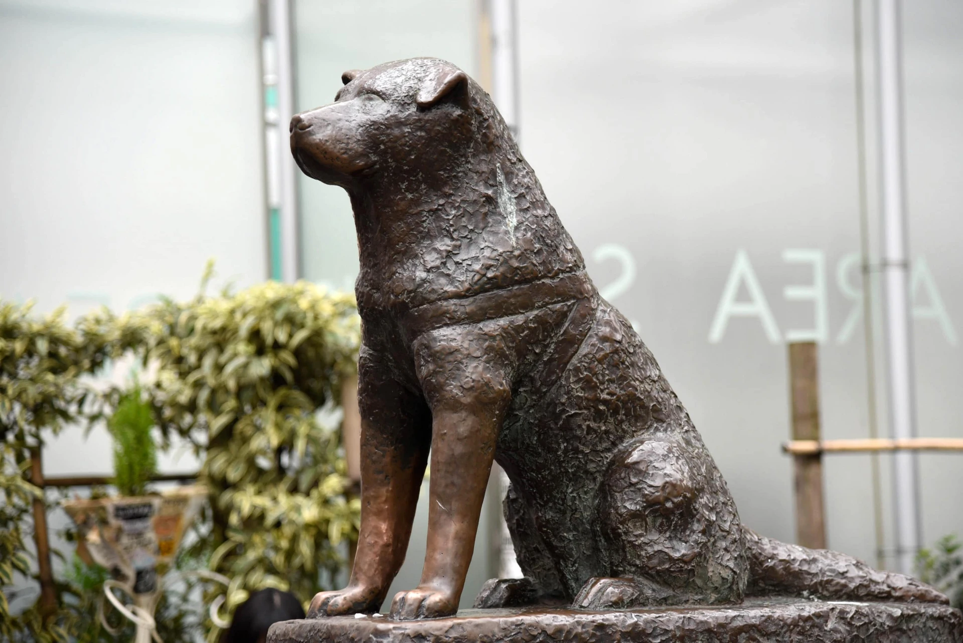 Bronze statue of Hachiko, the loyal Akita who waited for his owner at Shibuya Station for nine years.