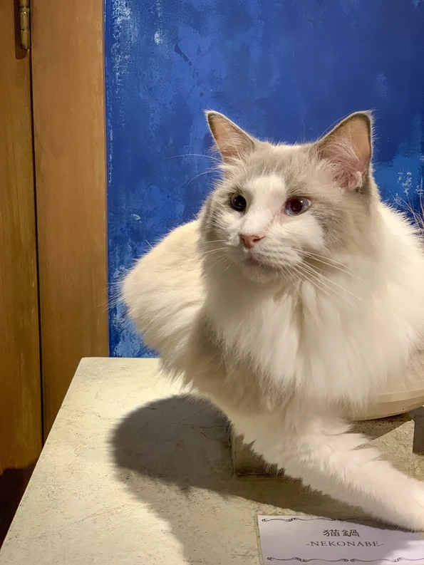 A white cat ready to play inside Mocha cat cafe in Harajuku.