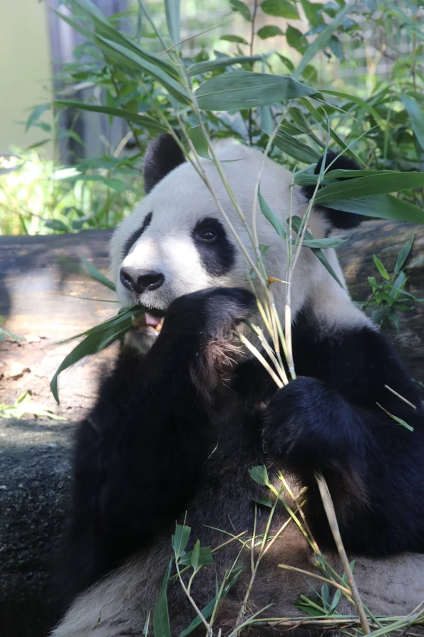 A panda eats bamboo at Ueno Zoological Gardens in Tokyo.