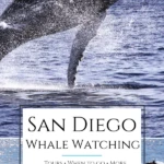 My guide to whale watching in San Diego includes what you'll see, the best tours to book, what to bring, when to go, and more fun tips.
