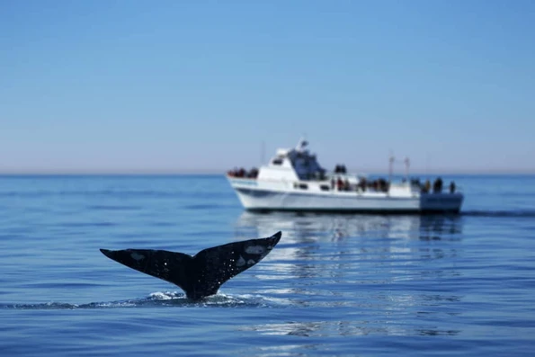 A whale tail sticking out of the ocean with a boat of onlookers in the distance.