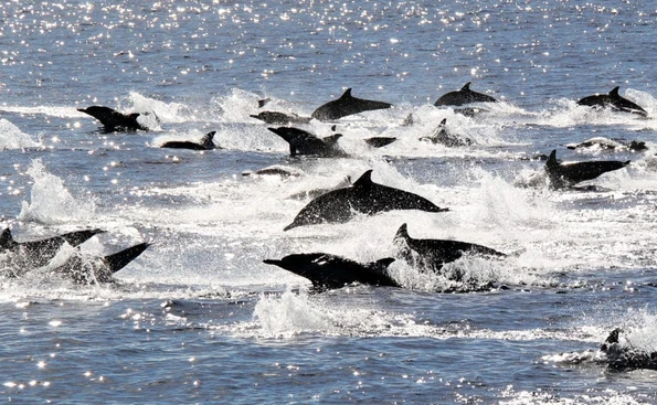 A large pod of Pacific common dolphins