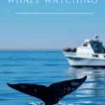 My guide to whale watching in San Diego includes what you'll see, the best tours to book, what to bring, when to go, and more fun tips.