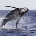 A large humpback whale jumps out of the water in the Pacific Ocean near San Diego.