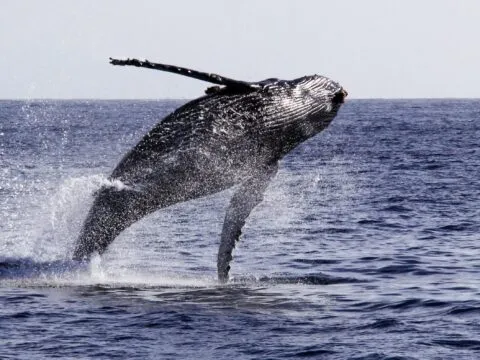 A large humpback whale jumps out of the water in the Pacific Ocean near San Diego.