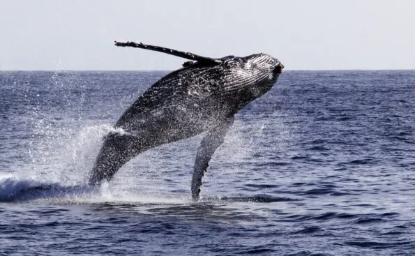 A large humpback whale jumps out of the water in the Pacific Ocean near San Diego.