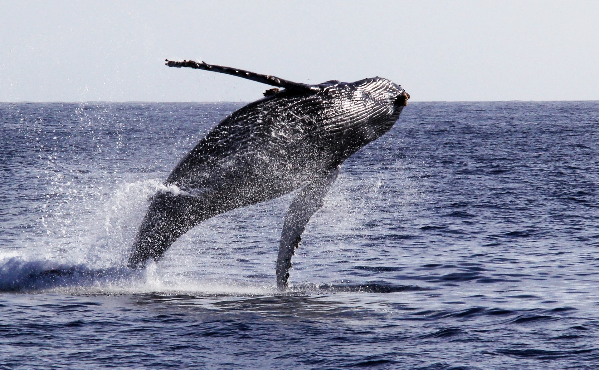 A large humpback whale breaches out of the water in the Pacific Ocean near San Diego.