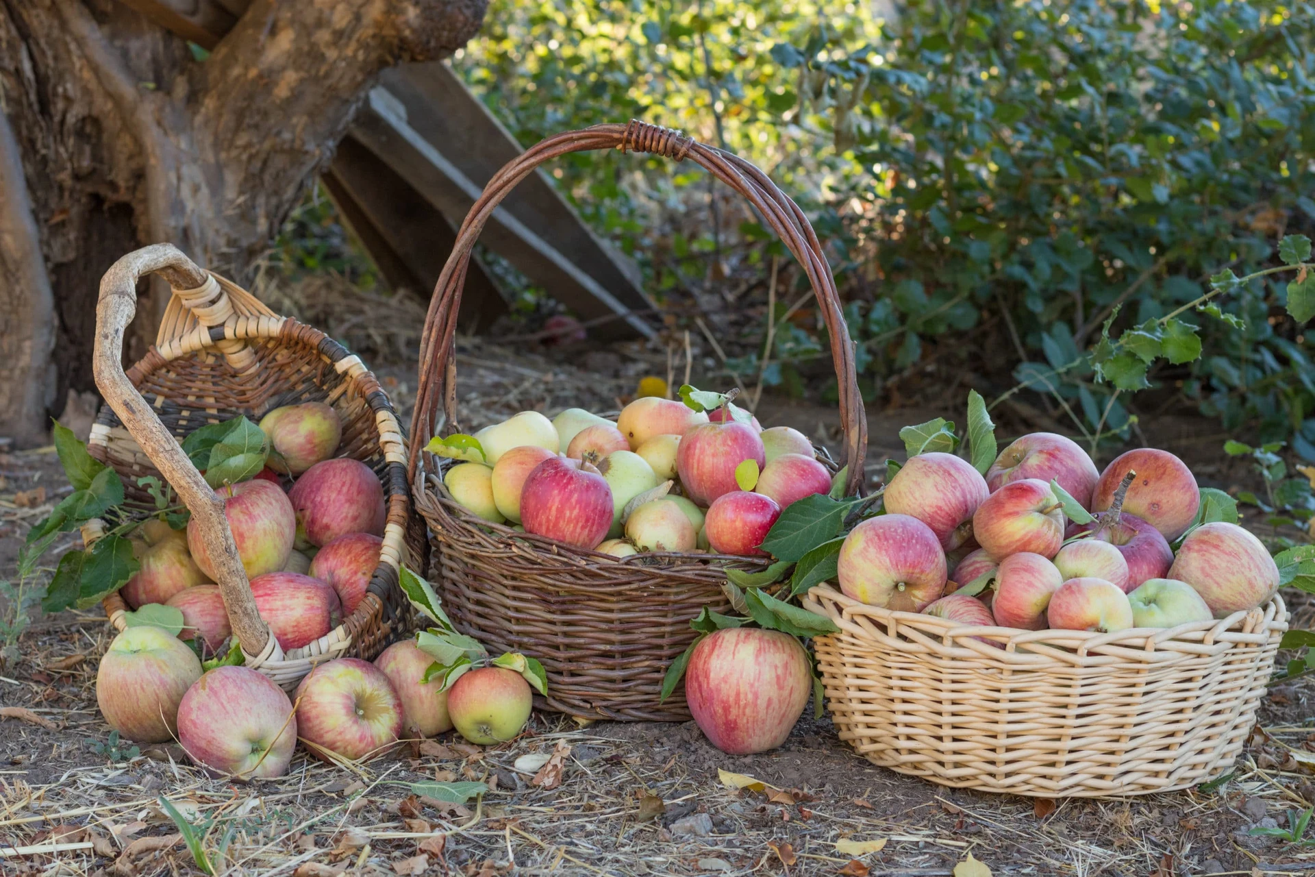 Freshly picked applies in baskets under a tree.