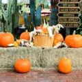 Find the best fall things to do in San Diego including Halloween activities, apple picking, theme park fun, tours, events and more on this annually-updated list.