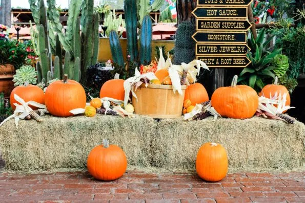 Find the best fall things to do in San Diego including Halloween activities, apple picking, theme park fun, tours, events and more on this annually-updated list.