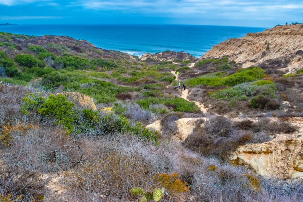 Trails at Torrey Pines Natural Reserve that over look the ocean.