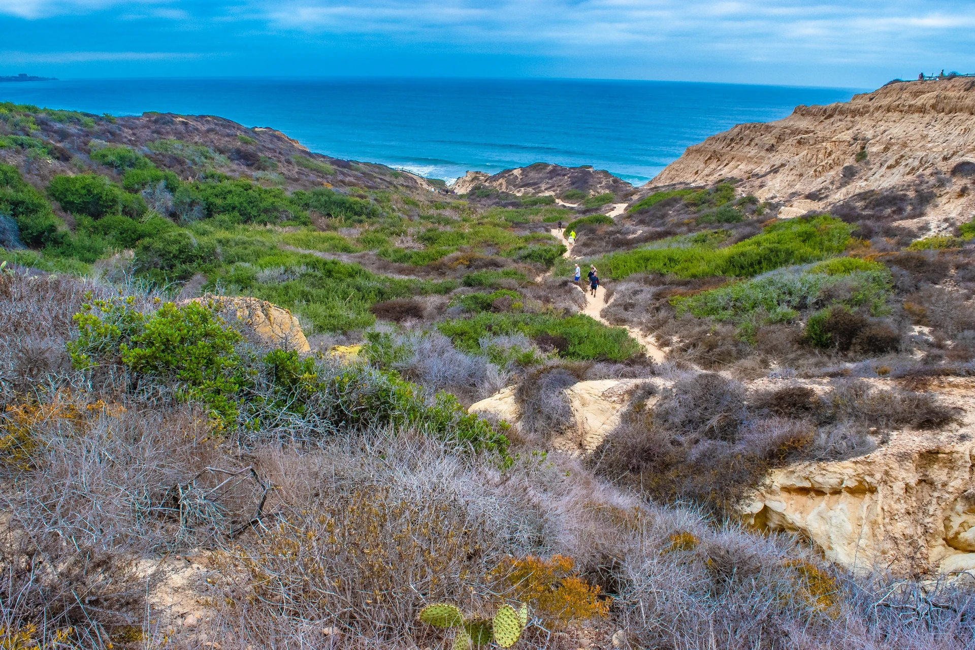 Trails at Torrey Pines Natural Reserve that over look the ocean.