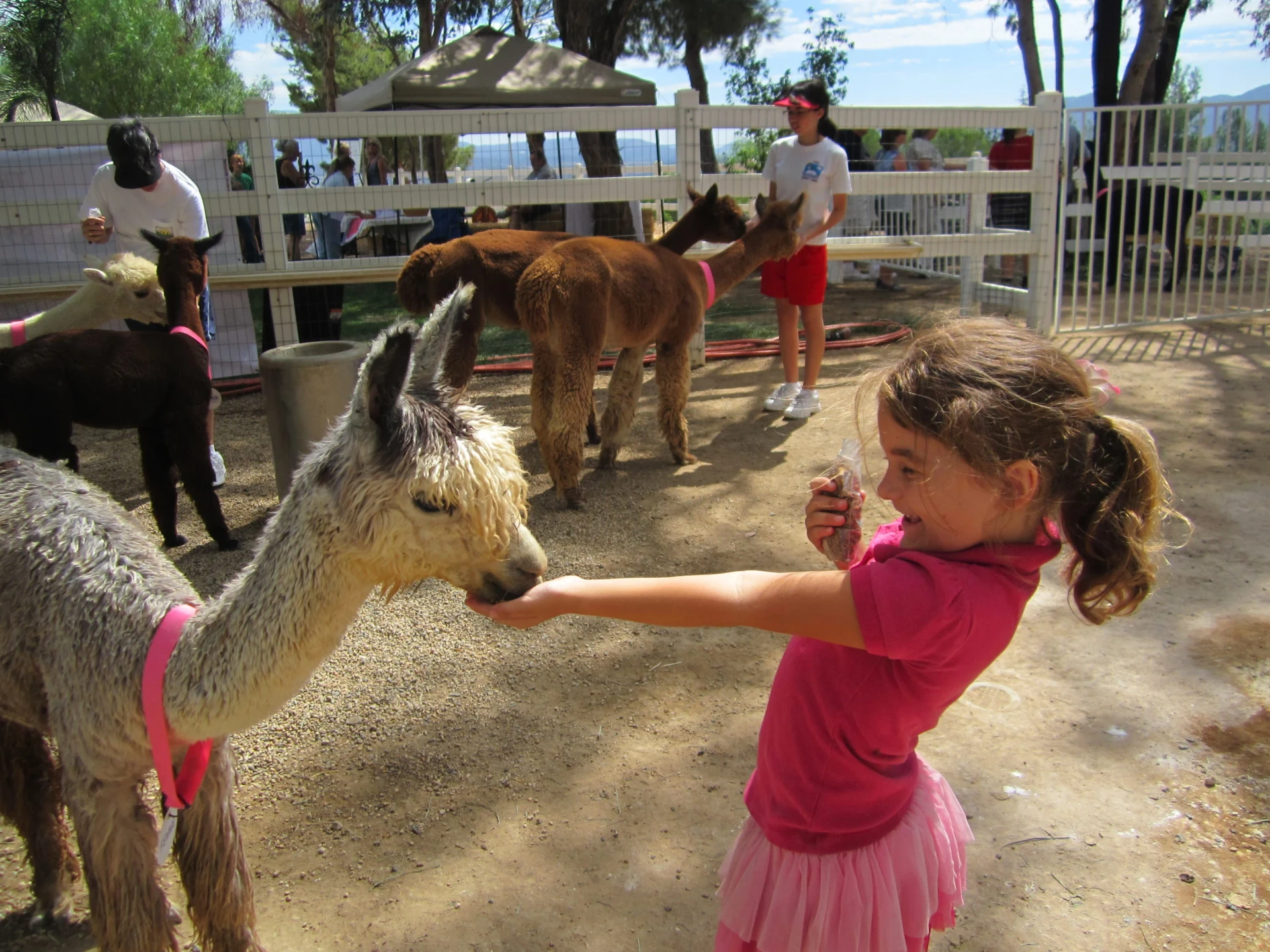A little girl feeds a an alpaca in a corral with other people feeding alpacas in the background.