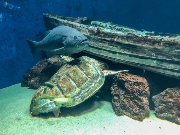 The rescued loggerhead sea turtle in residence at Birch Aquarium at Scripps.