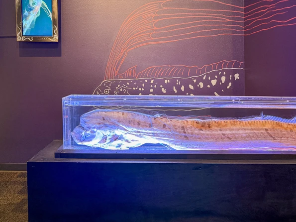 The famous oarfish in a glass case at Birch Aquarium.