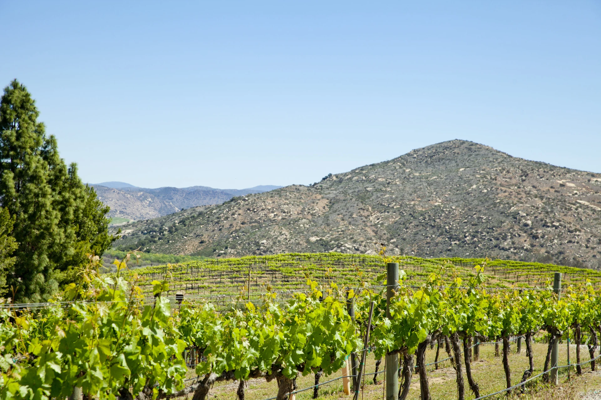 Rows of healthy vineyards with a small hill in the background in rural Escondido, CA.