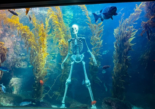 A giant skeleton on display for Halloween at Birch Aquarium at Scripps.