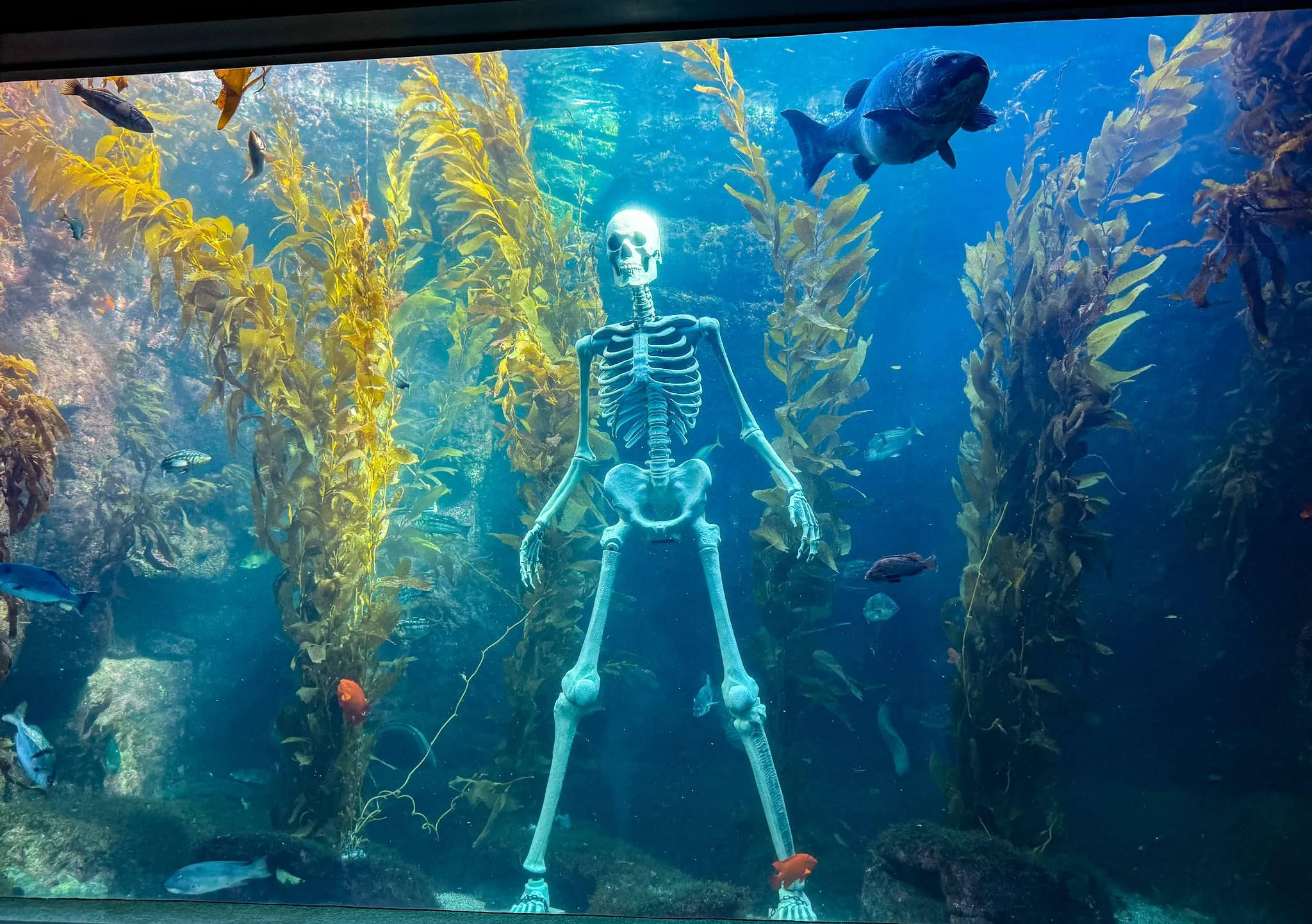 A giant skeleton on display for Halloween at Birch Aquarium at Scripps.
