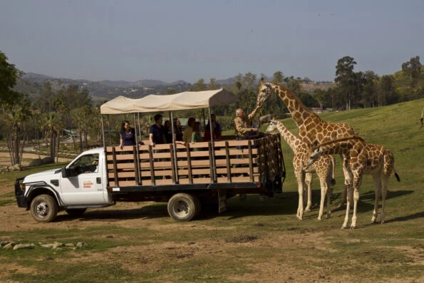 Guests standing on the bed of truck (protected by rails and a canopy for shade) feed giraffes in their enormous habitat.
