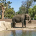 An elephant eats plants near a pond in its enclosure at San Diego Zoo.