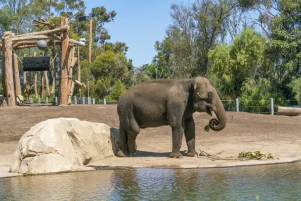 An elephant eats plants near a pond in its enclosure at San Diego Zoo.