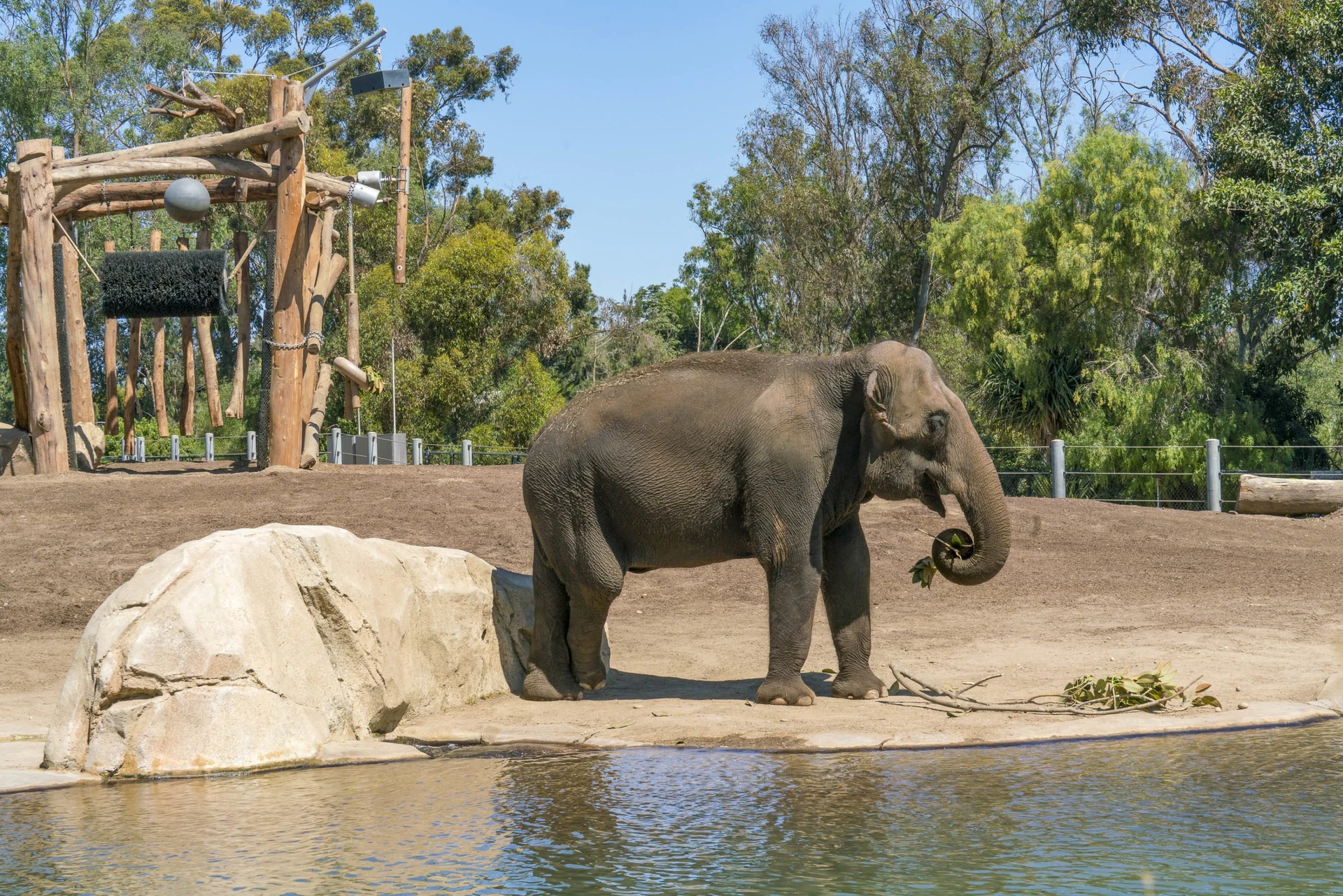 An elephant eats plants near a pond in its enclosure at San Diego Zoo.