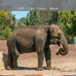 San Diego Zoo tours take guests behind the scenes to keeper-only areas and allow up-close interaction with animals via VIP and other special experiences. And, since many of them are by cart, you can see the Zoo quickly which is important for those with limited time or need to minimize walking.