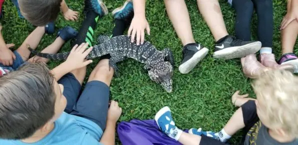 One of the museum's tegus being pet by a group of kids sitting on grass.