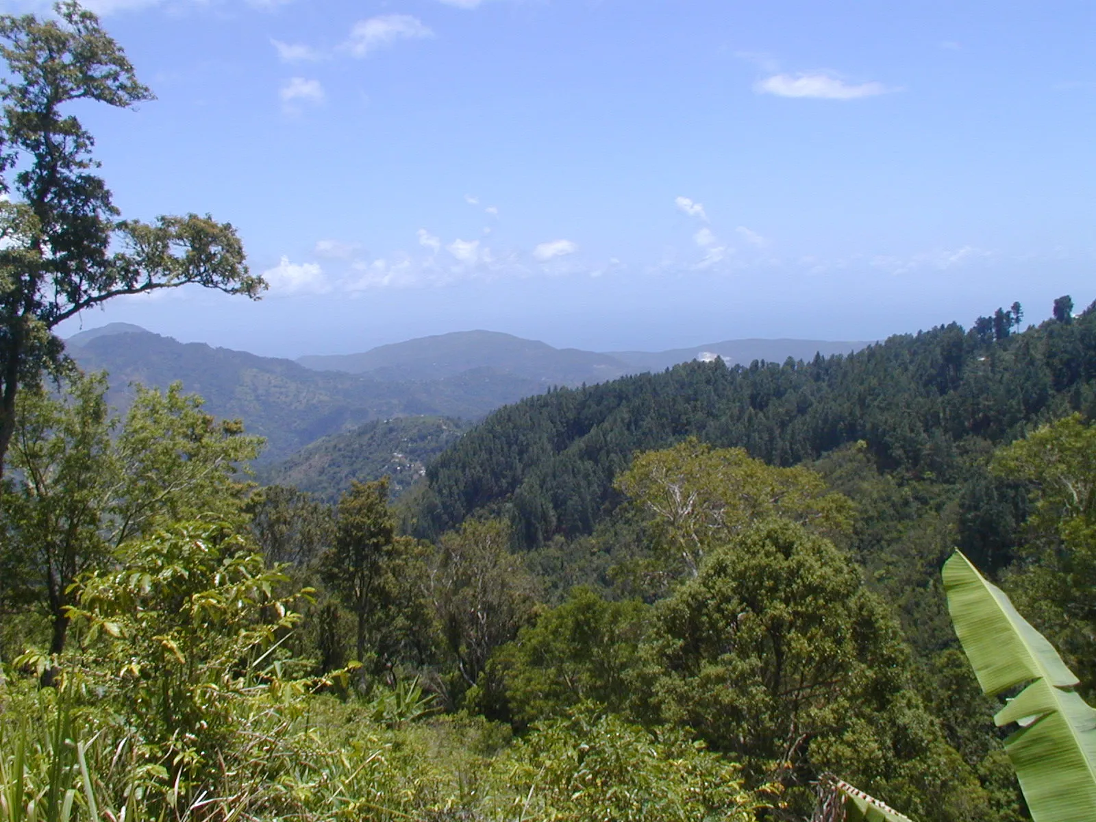 View over the lush green tops of the Blue Mountains in Jamaica.