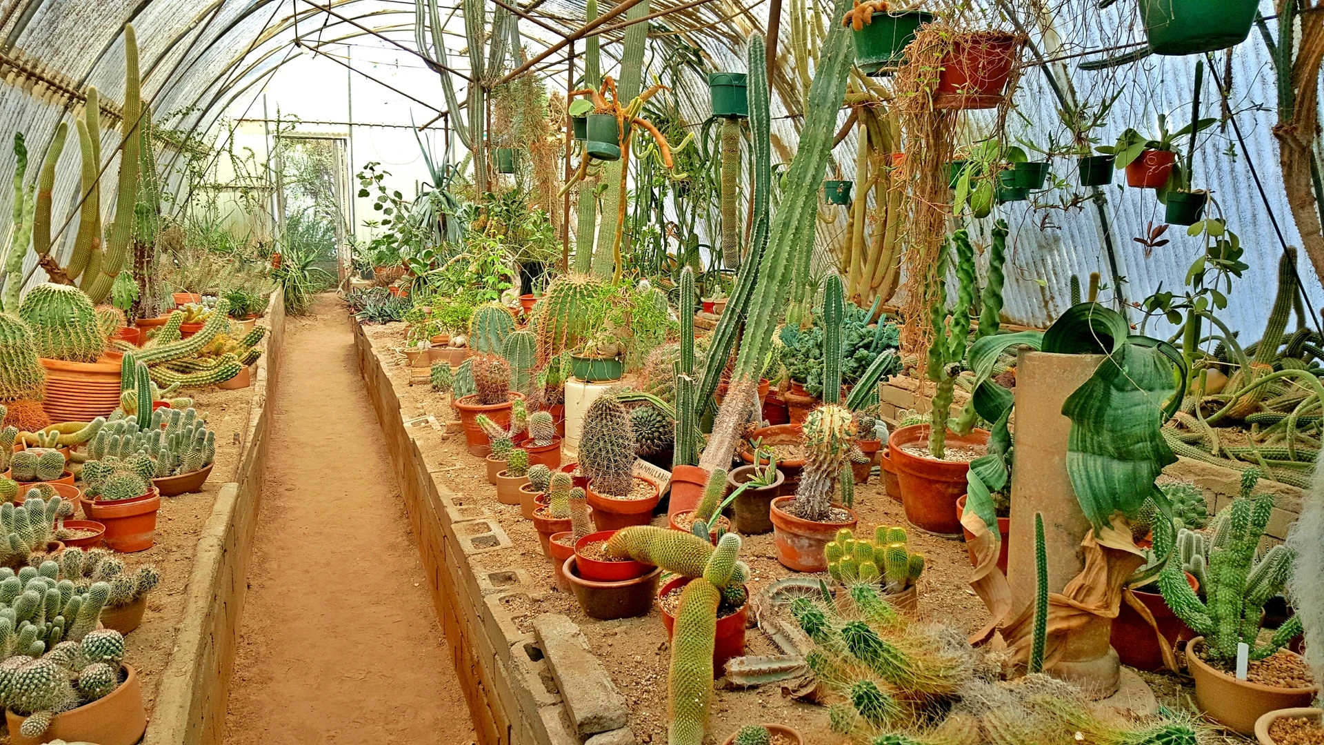Cacti on display in small pots inside of a greenhouse.