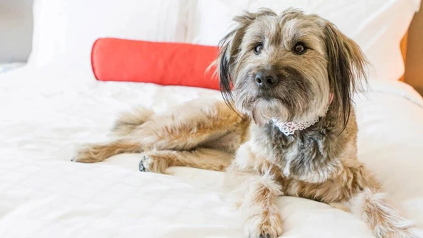 A terrier dog rests on a white (human) bed at Beverly Wilshire.