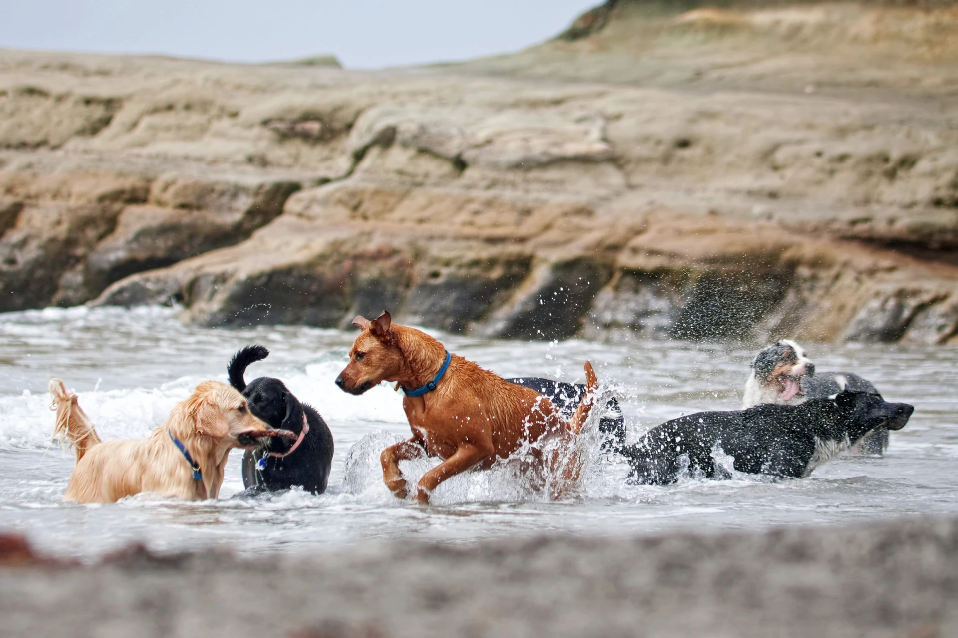 A group of dogs play in the shallow river mouth water at Dog Beach in Del Mar.