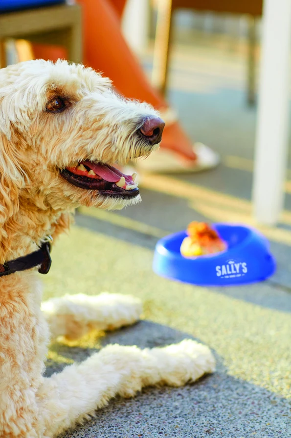 A white fluffy dog laying down on a patio with a Sally's dog bowl nearby