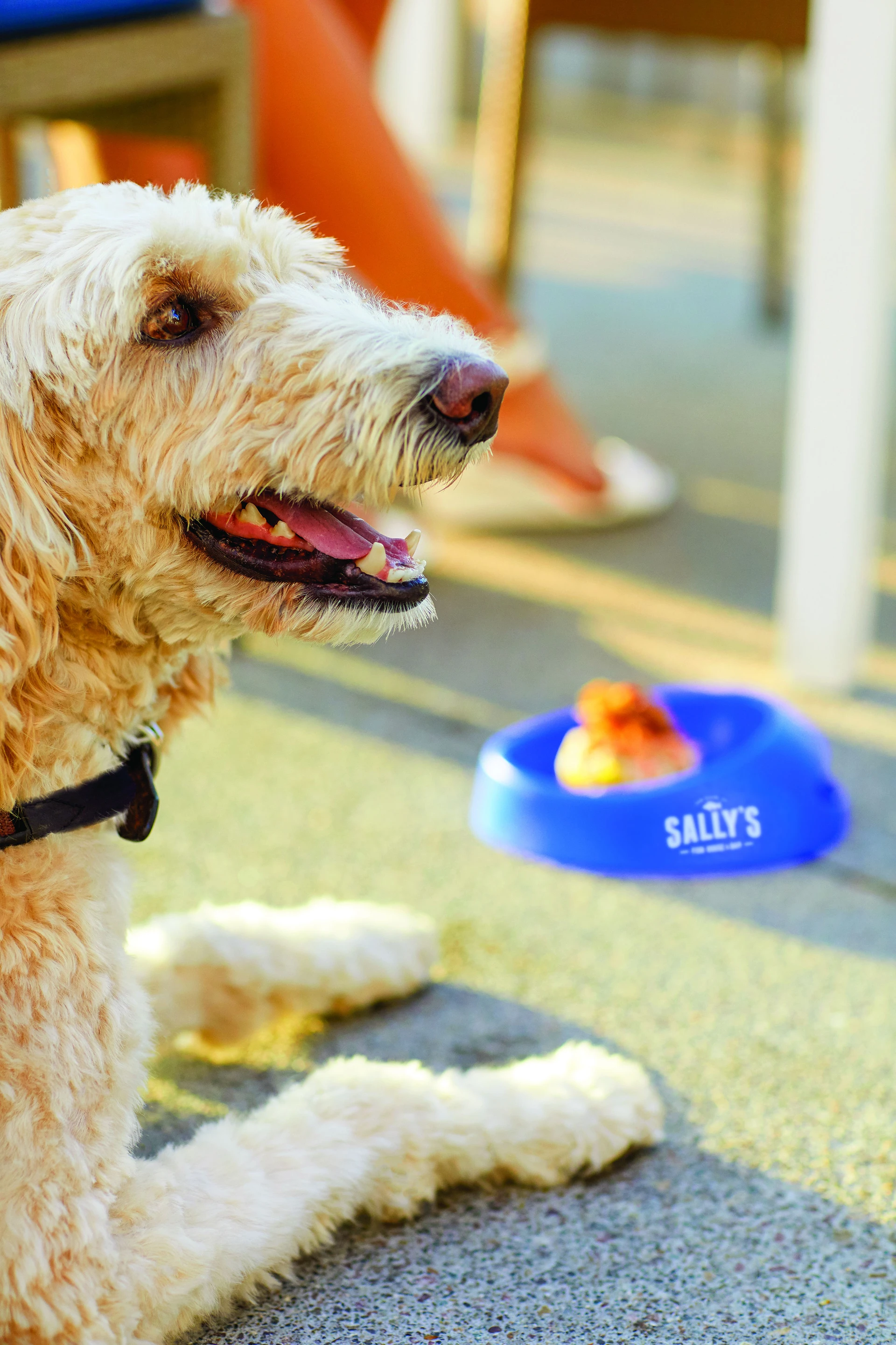 A white fluffy dog laying down on a patio with a Sally's dog bowl nearby
