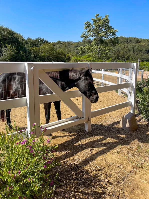 A black horse sticks its head through a white fence at Fairmont Grand Del Mar.