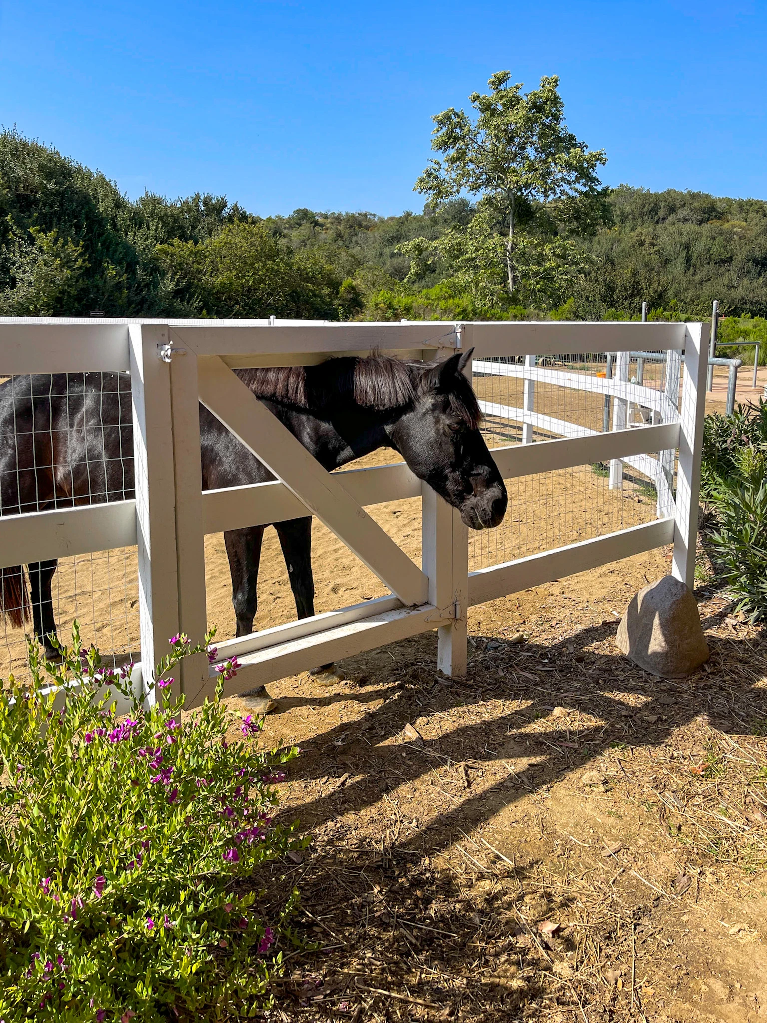 A horse in a pasture at Fairmont Grand Del Mar.