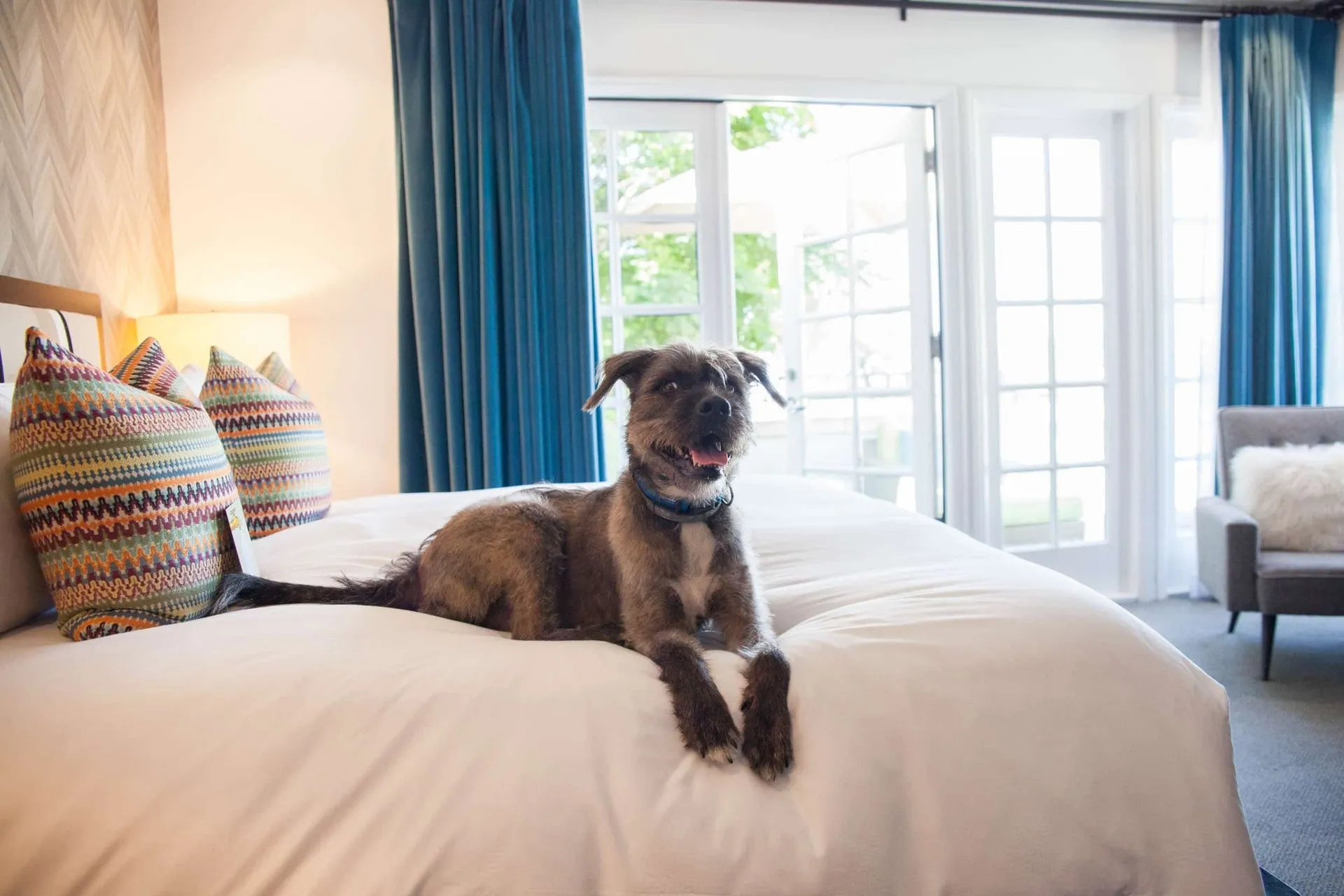 A brown terrier dog rests on the hotel bed.