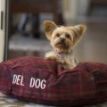A yorkie dog sits on a maroon pillow bed that says "Del Dog"