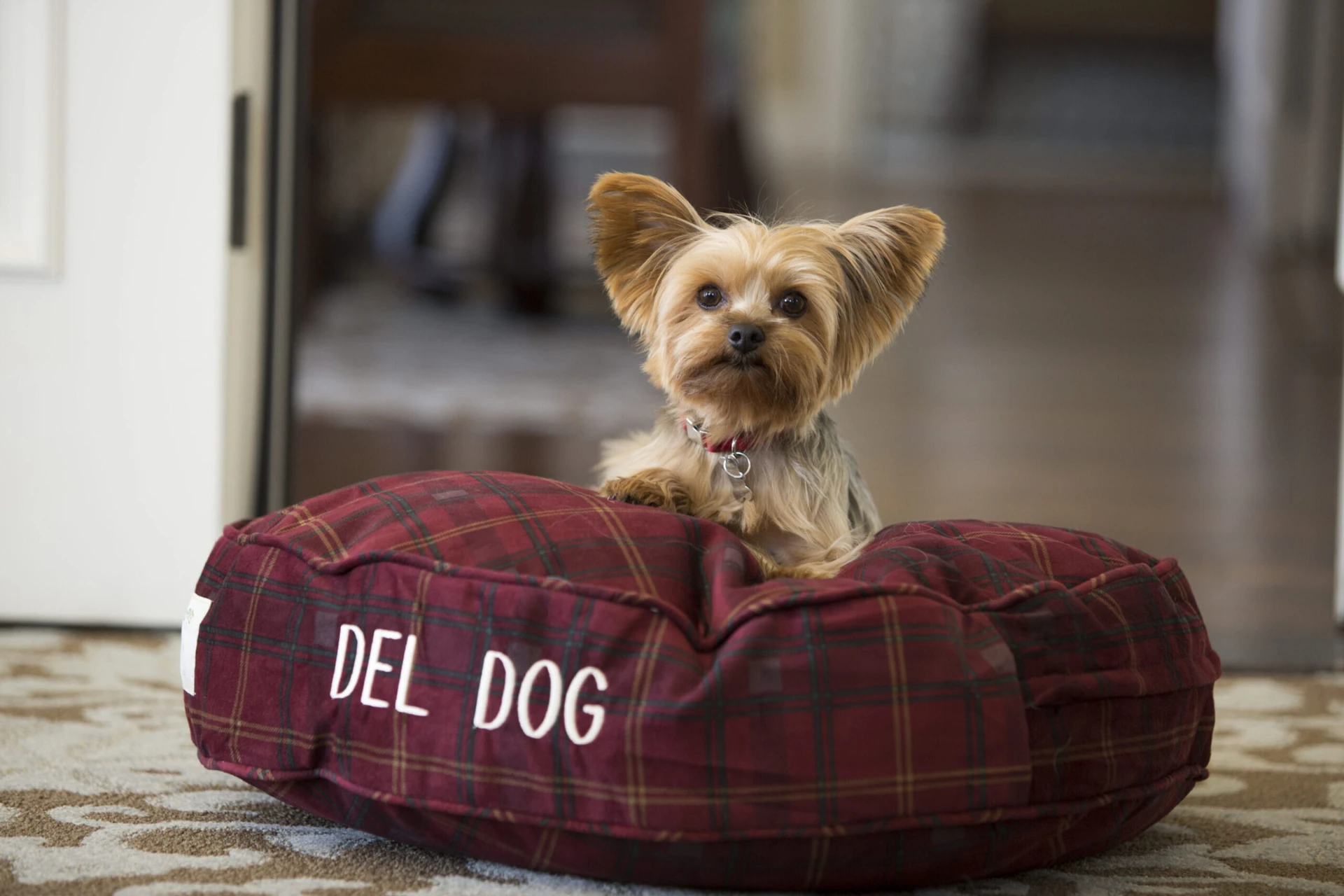 A yorkie dog sits on a maroon pillow bed that says "Del Dog"